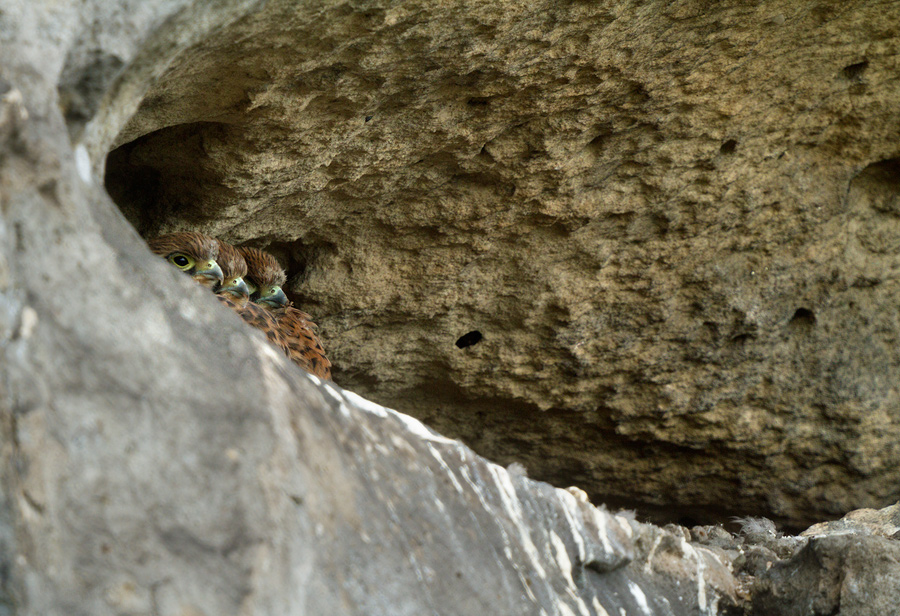 Bratři