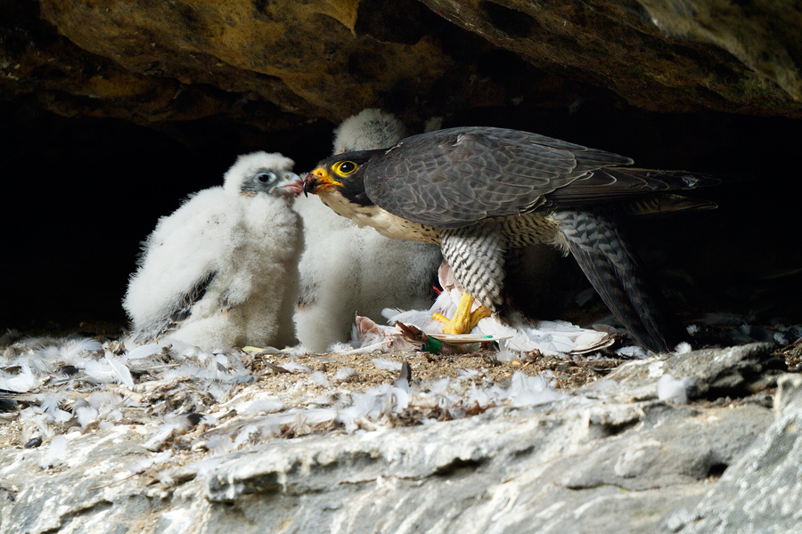 Falco Peregrinus