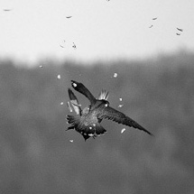 Jak bratříček ulovil bratříčka