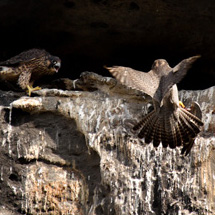 Sokol stěhovavý - hnízdní dutina.