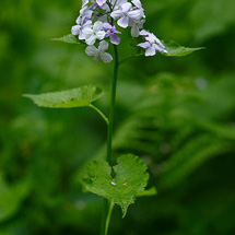 Měsíčnice vytrvalá (Lunaria rediviva)