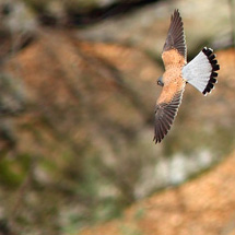 Skalní poštolka - sameček
