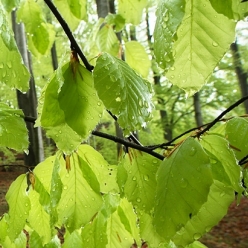 Jarní bukové listí